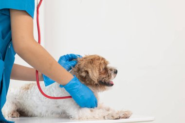 Veterinerler olası hastalıkları bulmak ve evcil hayvanın sağlığını sağlamak için köpeklere yıllık kontroller yapıyorlar. Veteriner köpeği tedavi için veteriner kliniğinde muayene ediyor.