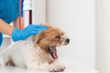 Veterinerler olası hastalıkları bulmak ve evcil hayvanın sağlığını sağlamak için köpeklere yıllık kontroller yapıyorlar. Veteriner köpeği tedavi için veteriner kliniğinde muayene ediyor.