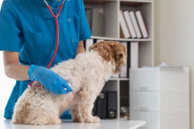 Veterinerler olası hastalıkları bulmak ve evcil hayvanın sağlığını sağlamak için köpeklere yıllık kontroller yapıyorlar. Veteriner köpeği tedavi için veteriner kliniğinde muayene ediyor.