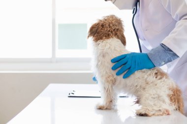 Veterinerler olası hastalıkları bulmak ve evcil hayvanın sağlığını sağlamak için köpeklere yıllık kontroller yapıyorlar. Veteriner köpeği tedavi için veteriner kliniğinde muayene ediyor.