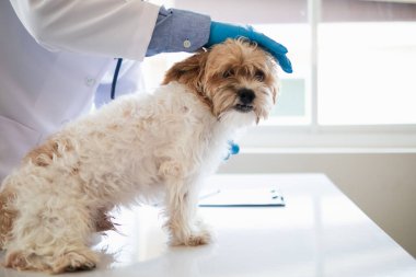 Veterinerler olası hastalıkları bulmak ve evcil hayvanın sağlığını sağlamak için köpeklere yıllık kontroller yapıyorlar. Veteriner köpeği tedavi için veteriner kliniğinde muayene ediyor.