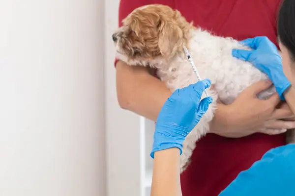veterinarian is vaccinated for puppy To prevent communicable diseases after veterinarian has made an annual health check for dog. concept of bringing pets to receive annual vaccines from veterinarians