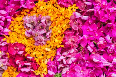 Çiçek festivalinde çiçeklerin arkaplanı ve parlak renkler güzel bir şekilde düzenlenmiş bahçede sergilenir. Metin eklemek için Kopyalama Boşluğu ile güzel renkli arkaplan.