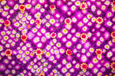 Çiçek festivalinde çiçeklerin arkaplanı ve parlak renkler güzel bir şekilde düzenlenmiş bahçede sergilenir. Metin eklemek için Kopyalama Boşluğu ile güzel renkli arkaplan.