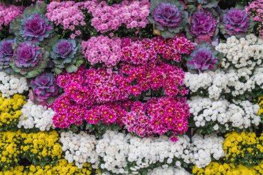 Çiçek festivalinde çiçeklerin arkaplanı ve parlak renkler güzel bir şekilde düzenlenmiş bahçede sergilenir. Metin eklemek için Kopyalama Boşluğu ile güzel renkli arkaplan.
