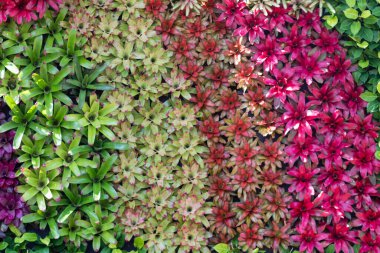 Çiçek festivalinde çiçeklerin arkaplanı ve parlak renkler güzel bir şekilde düzenlenmiş bahçede sergilenir. Metin eklemek için Kopyalama Boşluğu ile güzel renkli arkaplan.