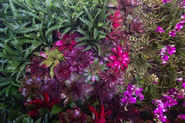 Çiçek festivalinde çiçeklerin arkaplanı ve parlak renkler güzel bir şekilde düzenlenmiş bahçede sergilenir. Metin eklemek için Kopyalama Boşluğu ile güzel renkli arkaplan.