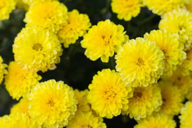 Çiçeklerin ve parlak renklerin arkaplanı çiçek festivalinde çiçeklerin güzel düzenlenmiş bahçesidir. Metin eklemek için Kopyalama Boşluğu ile güzel renkli arkaplan.