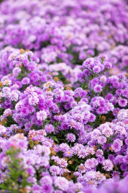 Çiçeklerin ve parlak renklerin arkaplanı çiçek festivalinde çiçeklerin güzel düzenlenmiş bahçesidir. Metin eklemek için Kopyalama Boşluğu ile güzel renkli arkaplan.