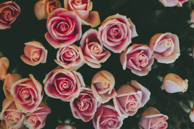 Çiçeklerin ve parlak renklerin arkaplanı çiçek festivalinde çiçeklerin güzel düzenlenmiş bahçesidir. Metin eklemek için Kopyalama Boşluğu ile güzel renkli arkaplan.