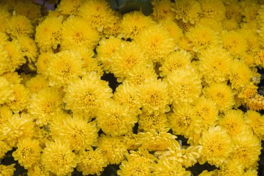 Çiçeklerin ve parlak renklerin arkaplanı çiçek festivalinde çiçeklerin güzel düzenlenmiş bahçesidir. Metin eklemek için Kopyalama Boşluğu ile güzel renkli arkaplan.