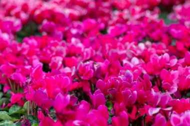 Çiçeklerin ve parlak renklerin arkaplanı çiçek festivalinde çiçeklerin güzel düzenlenmiş bahçesidir. Metin eklemek için Kopyalama Boşluğu ile güzel renkli arkaplan.