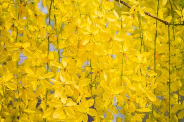 Çiçeklerin ve parlak renklerin arkaplanı çiçek festivalinde çiçeklerin güzel düzenlenmiş bahçesidir. Metin eklemek için Kopyalama Boşluğu ile güzel renkli arkaplan.