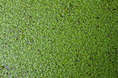 Yaprakların güzel sıralanmış arka planı, kendi kendine oluşan yaprakların doğal deseni ve yaprakların arkaplan resimleri de genellikle arkaplan boşluğuna metin eklemek için kullanılır.