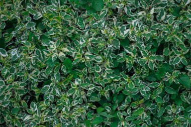 Yaprakların güzel sıralanmış arka planı, kendi kendine oluşan yaprakların doğal deseni ve yaprakların arkaplan resimleri de genellikle arkaplan boşluğuna metin eklemek için kullanılır.