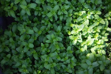 Yaprakların güzel sıralanmış arka planı, kendi kendine oluşan yaprakların doğal deseni ve yaprakların arkaplan resimleri de genellikle arkaplan boşluğuna metin eklemek için kullanılır.
