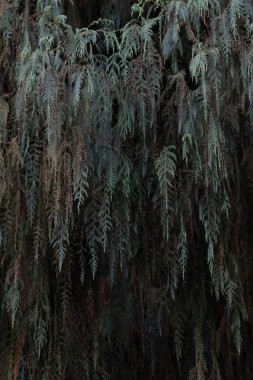 Yaprakların güzel sıralanmış arka planı, kendi kendine oluşan yaprakların doğal deseni ve yaprakların arkaplan resimleri de genellikle arkaplan boşluğuna metin eklemek için kullanılır.