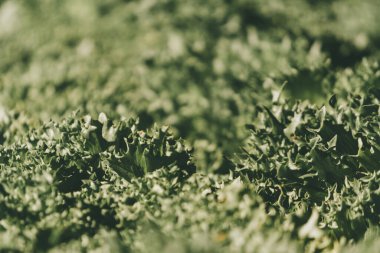 Yaprakların güzel sıralanmış arka planı, kendi kendine oluşan yaprakların doğal deseni ve yaprakların arkaplan resimleri de genellikle arkaplan boşluğuna metin eklemek için kullanılır.