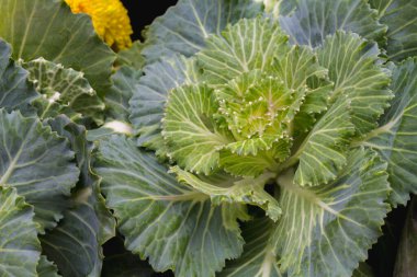 Yaprakların güzel sıralanmış arka planı, kendi kendine oluşan yaprakların doğal deseni ve yaprakların arkaplan resimleri de genellikle arkaplan boşluğuna metin eklemek için kullanılır.