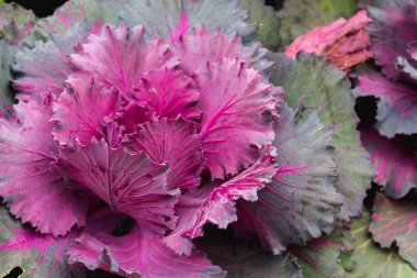 Yaprakların güzel sıralanmış arka planı, kendi kendine oluşan yaprakların doğal deseni ve yaprakların arkaplan resimleri de genellikle arkaplan boşluğuna metin eklemek için kullanılır.