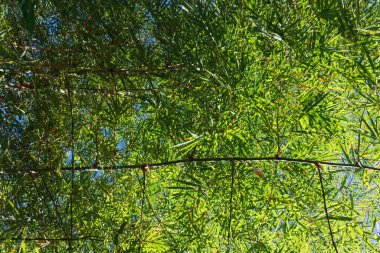 Yaprakların güzel sıralanmış arka planı, kendi kendine oluşan yaprakların doğal deseni ve yaprakların arkaplan resimleri de genellikle arkaplan boşluğuna metin eklemek için kullanılır.