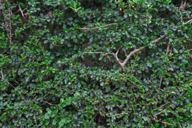 Yaprakların güzel sıralanmış arka planı, kendi kendine oluşan yaprakların doğal deseni ve yaprakların arkaplan resimleri de genellikle arkaplan boşluğuna metin eklemek için kullanılır.