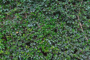 Yaprakların güzel sıralanmış arka planı, kendi kendine oluşan yaprakların doğal deseni ve yaprakların arkaplan resimleri de genellikle arkaplan boşluğuna metin eklemek için kullanılır.