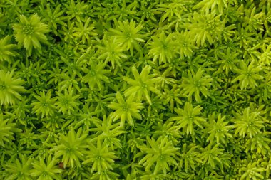 Yaprakların güzel sıralanmış arka planı, kendi kendine oluşan yaprakların doğal deseni ve yaprakların arkaplan resimleri de genellikle arkaplan boşluğuna metin eklemek için kullanılır.