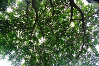 Yaprakların güzel sıralanmış arka planı, kendi kendine oluşan yaprakların doğal deseni ve yaprakların arkaplan resimleri de genellikle arkaplan boşluğuna metin eklemek için kullanılır.