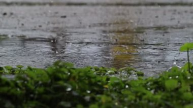 Heavy rain falling on the road surface is caused by seasonal rainstorms and heavy rainstorms reduce visibility and cause dangerous visibility and slippery roads. rain storm background
