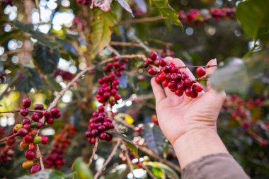 Araştırma merkezindeki kahve ağaçları, iklim için uygun kahve çekirdekleri üzerine yapılan araştırmalardan sonra büyük miktarda kahve çekirdeği üretiyorlar..
