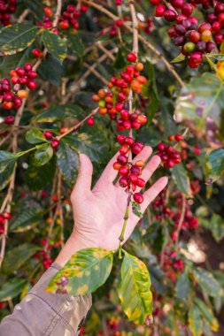 Araştırma merkezindeki kahve ağaçları, iklim için uygun kahve çekirdekleri üzerine yapılan araştırmalardan sonra büyük miktarda kahve çekirdeği üretiyorlar..