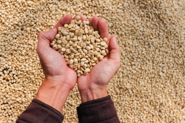 Çiftçiler kahve çekirdeklerini hasat edip güneşte kurutuyorlar kahve çekirdeklerindeki nemi azaltmak ve ihraç etmeden önce gerekli standartları karşılamak için kahve kızarma sürecine girmeyi bekliyorlar..