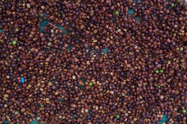 Çiftçiler kahve çekirdeklerini hasat edip güneşte kurutuyorlar kahve çekirdeklerindeki nemi azaltmak ve ihraç etmeden önce gerekli standartları karşılamak için kahve kızarma sürecine girmeyi bekliyorlar..