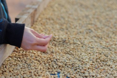 Çiftçiler, güneşte kurutulduktan sonra kusurlu kahve çekirdeklerini ayırırlar. Böylece nem azalır. Böylece geriye sadece mükemmel kahve çekirdekleri kalır.