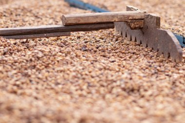 Çiftçiler kahve çekirdeklerini hasat edip güneşte kurutuyorlar kahve çekirdeklerindeki nemi azaltmak ve ihraç etmeden önce gerekli standartları karşılamak için kahve kızarma sürecine girmeyi bekliyorlar..