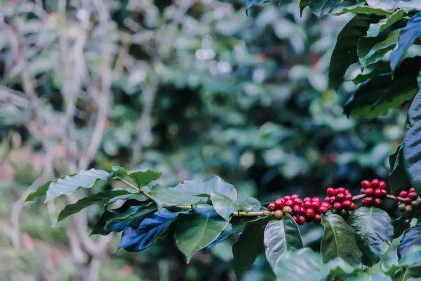 stock image The coffee trees at the research center are producing a large amount of coffee beans after research into coffee beans that are suitable for the climate and can be grown to produce excellent yields.