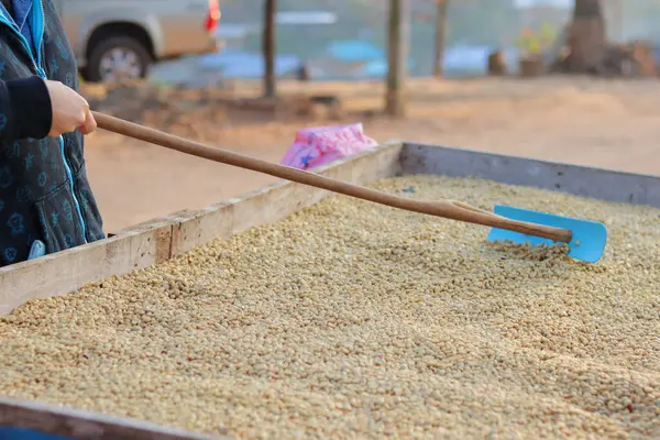 Çiftçiler kahve çekirdeklerini hasat edip güneşte kurutuyorlar kahve çekirdeklerindeki nemi azaltmak ve ihraç etmeden önce gerekli standartları karşılamak için kahve kızarma sürecine girmeyi bekliyorlar..