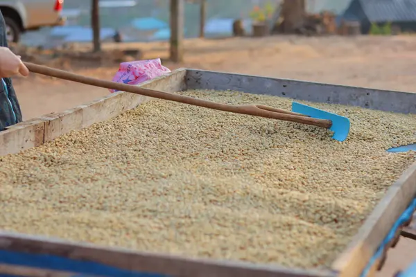 Çiftçiler kahve çekirdeklerini hasat edip güneşte kurutuyorlar kahve çekirdeklerindeki nemi azaltmak ve ihraç etmeden önce gerekli standartları karşılamak için kahve kızarma sürecine girmeyi bekliyorlar..