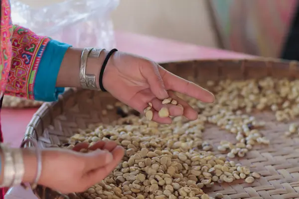 stock image Farmers separate out imperfect coffee beans after drying them sun reduce humidity so that only perfect coffee beans remain and take them roasting process export coffee beans that meet export standards