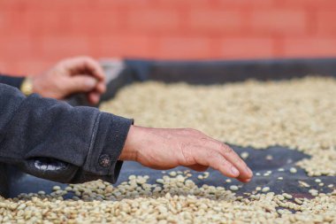 Çiftçiler, güneşte kurutulduktan sonra kusurlu kahve çekirdeklerini ayırırlar. Böylece nem azalır. Böylece geriye sadece mükemmel kahve çekirdekleri kalır.
