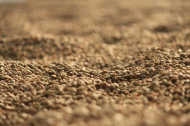 Çiftçiler kahve çekirdeklerini hasat edip güneşte kurutuyorlar kahve çekirdeklerindeki nemi azaltmak ve ihraç etmeden önce gerekli standartları karşılamak için kahve kızarma sürecine girmeyi bekliyorlar..