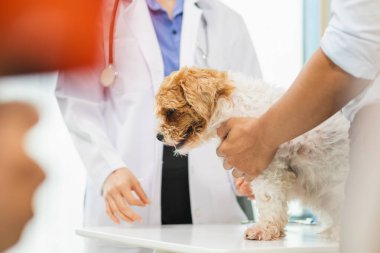 Veterinerlik alanında uzman veterinerler, köpeklerde hastalık ve yaralanma olup olmadığına bakmak için hayvan hastanesi içindeki köpeklerin sağlığını inceliyor. Köpeği veterinerden yıllık sağlık kontrolüne götürmek