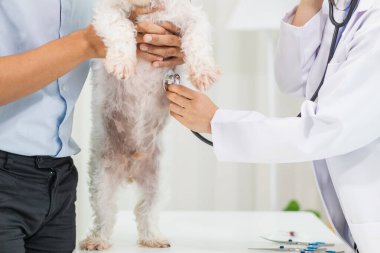 Veteriner köpek sağlığını incelemek ve solunum ve kalp hastalıklarını teşhis etmek için stetoskoplar kullanıyor. Hayvan hastanesindeki köpek sağlığını veterinerlerin hastalık teşhisi için steteskopla kontrol ediyorum.