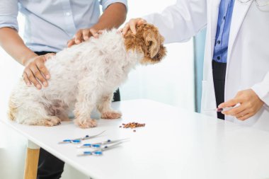 Veterinerlik alanında uzman veterinerler, köpeklerde hastalık ve yaralanma olup olmadığına bakmak için hayvan hastanesi içindeki köpeklerin sağlığını inceliyor. Köpeği veterinerden yıllık sağlık kontrolüne götürmek