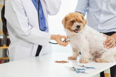 Veteriner köpek sağlığını incelemek ve solunum ve kalp hastalıklarını teşhis etmek için stetoskoplar kullanıyor. Hayvan hastanesindeki köpek sağlığını veterinerlerin hastalık teşhisi için steteskopla kontrol ediyorum.