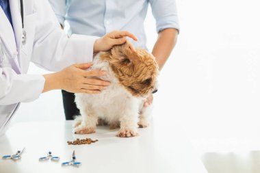Veterinerlik alanında uzman veterinerler, köpeklerde hastalık ve yaralanma olup olmadığına bakmak için hayvan hastanesi içindeki köpeklerin sağlığını inceliyor. Köpeği veterinerden yıllık sağlık kontrolüne götürmek