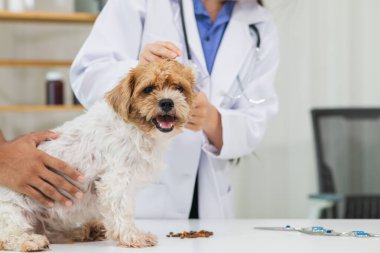 Veterinerlik alanında uzman veterinerler, köpeklerde hastalık ve yaralanma olup olmadığına bakmak için hayvan hastanesi içindeki köpeklerin sağlığını inceliyor. Köpeği veterinerden yıllık sağlık kontrolüne götürmek