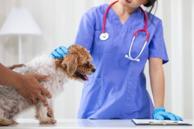 Bayan veteriner, veteriner teşhis koymadan ve evde eşek arılarını tedavi etmeden önce sağlık kontrolü ve iyileşme kontrolü için köpekle oynuyor.