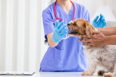 Veterinerlik alanında uzman veteriner, hayvan hastanesinde köpek sağlığını inceleyerek hastalıkları ve köpek yaralanmalarını araştırıyor. Veteriner tedavi için köpeği hastanede muayene ediyor.